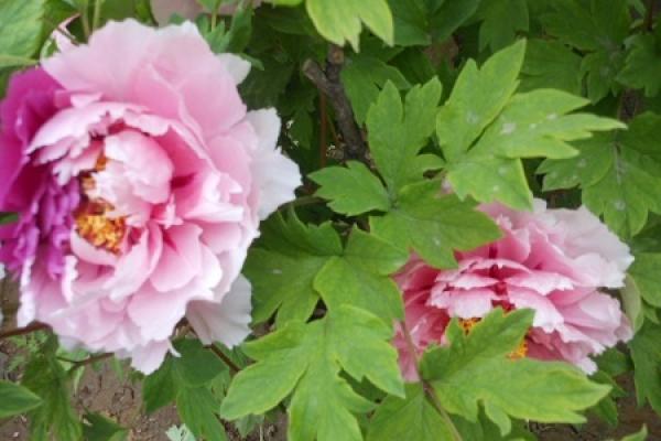 Erqiao peony