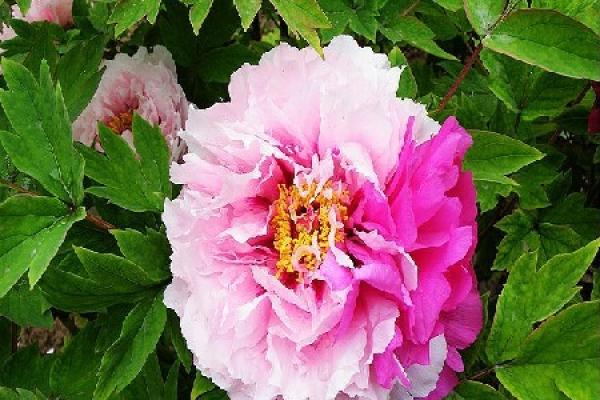 Erqiao Peony