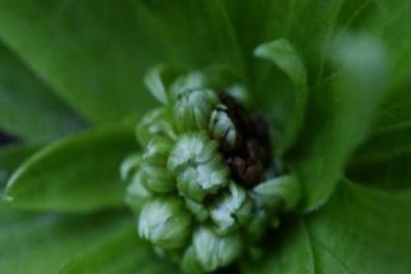 Petasites chinensis