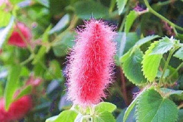 dog tail red