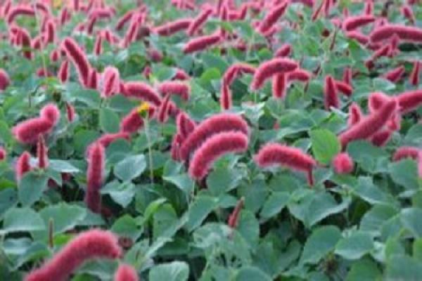 Dog Tail Red