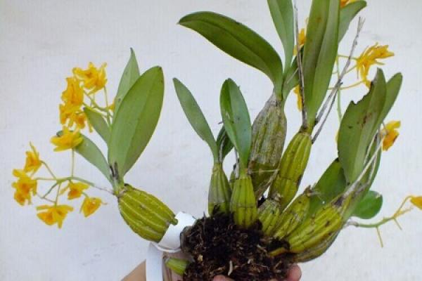Dendrobium drumstick
