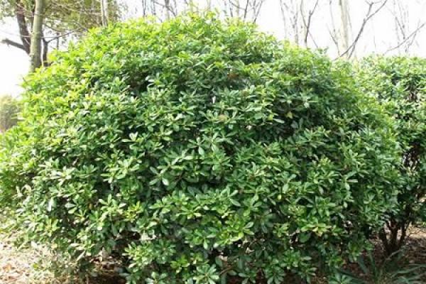 tung tree