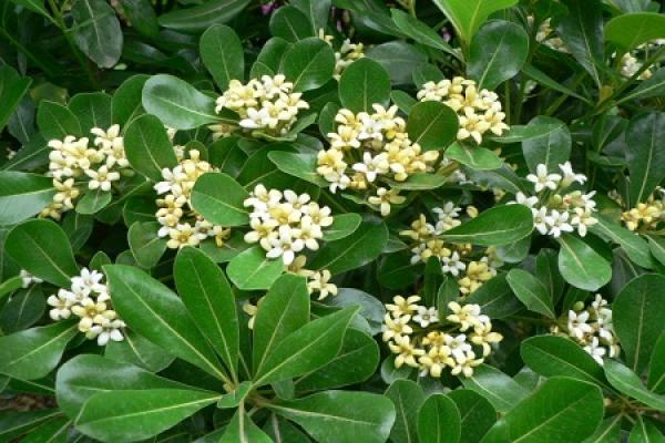 Pittosporum tobira