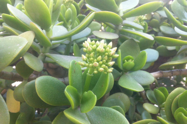 cheeky plant