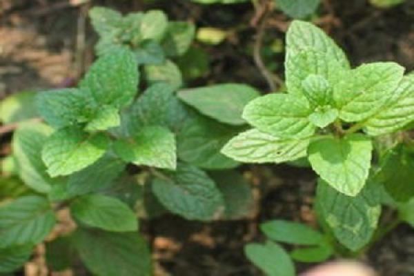 peppermint