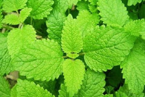Peppermint