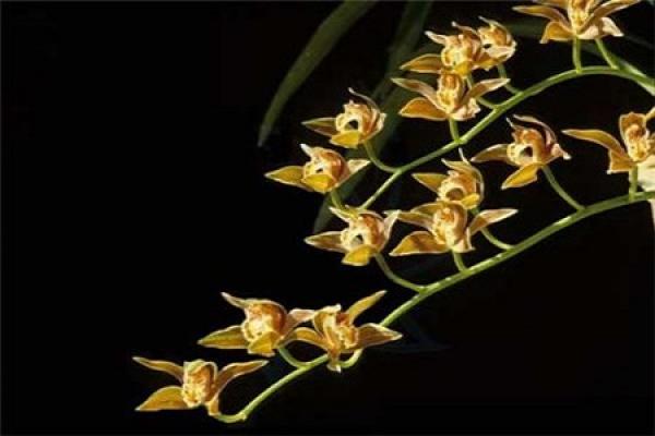 yellow lily