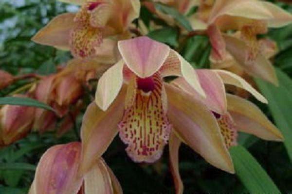 Cicada orchid