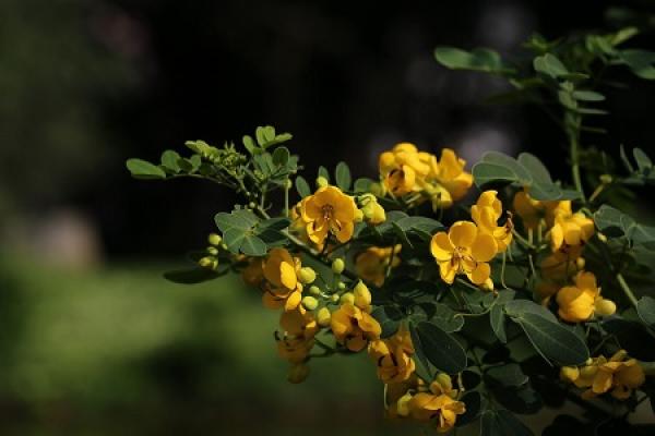 yellow locust and cassia