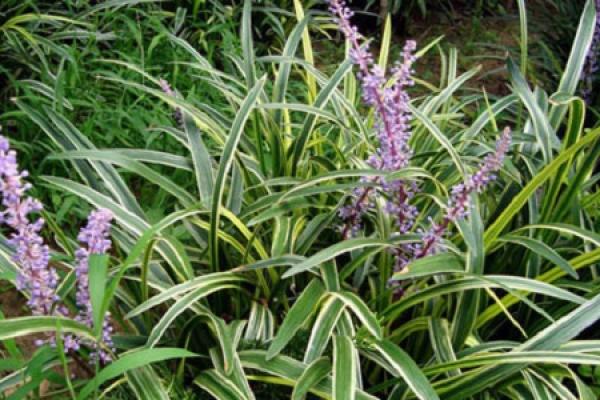 Reineckea carnea