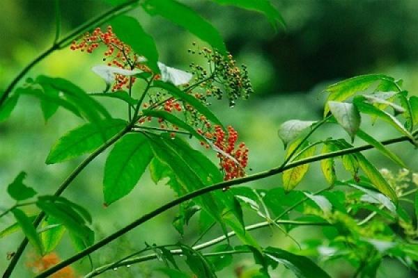 Sambucus chinensis