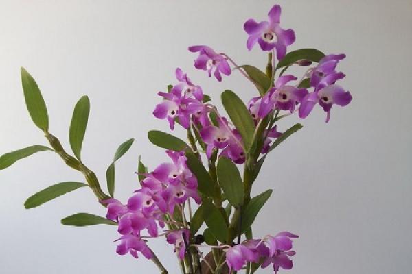 Dendrobium nobile Lindl