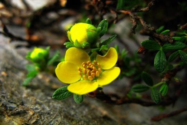 golden dew plum