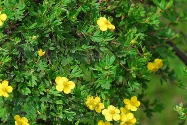 Potentilla fruticosa