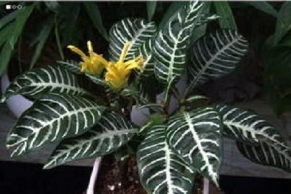 golden vein single medicine flower