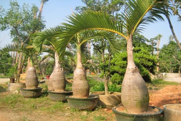 Bottle coconut