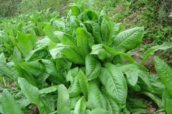 chicory