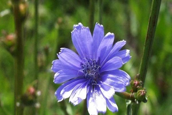 Cichorium intybus