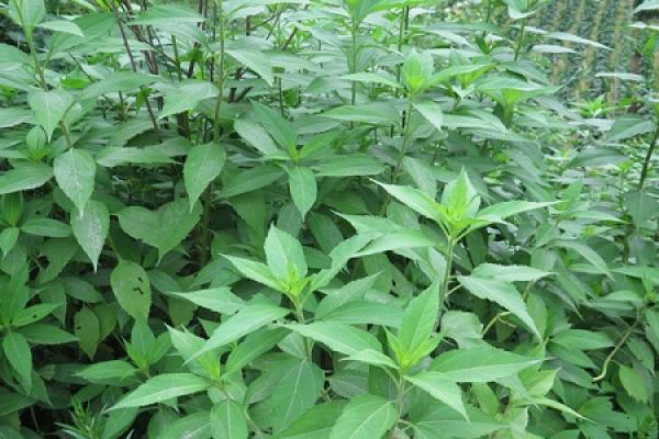 Jerusalem artichoke