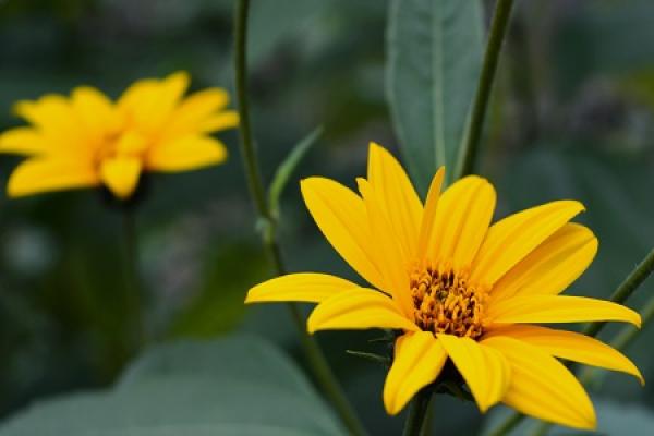 Jerusalem artichoke