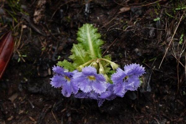 borage leaf Primula