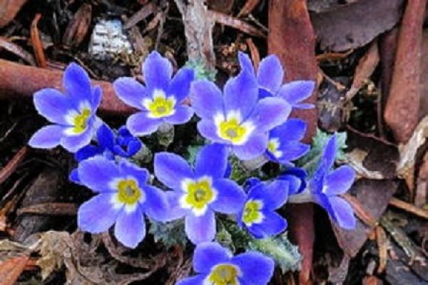 Primula henryi