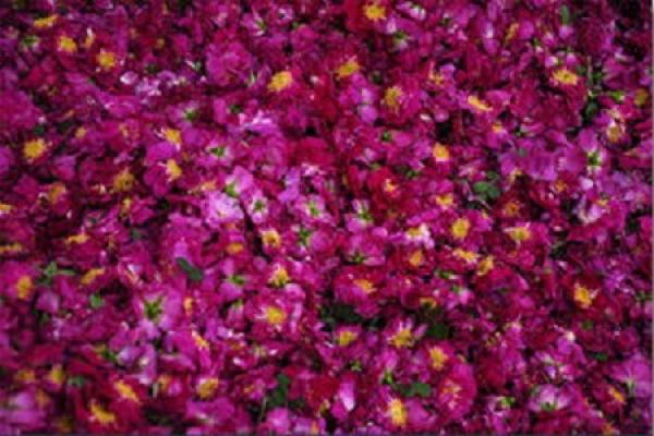 bitter water rose
