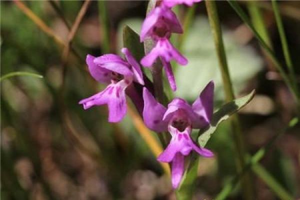 Orchis latifolia