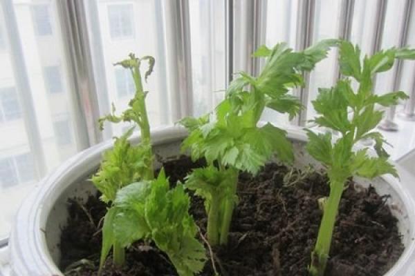 Celery