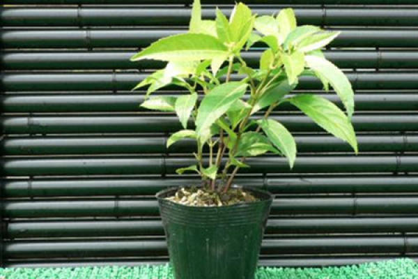 Chloranthus chinensis