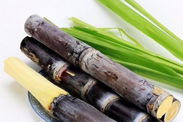 Sugar cane Sugar cane