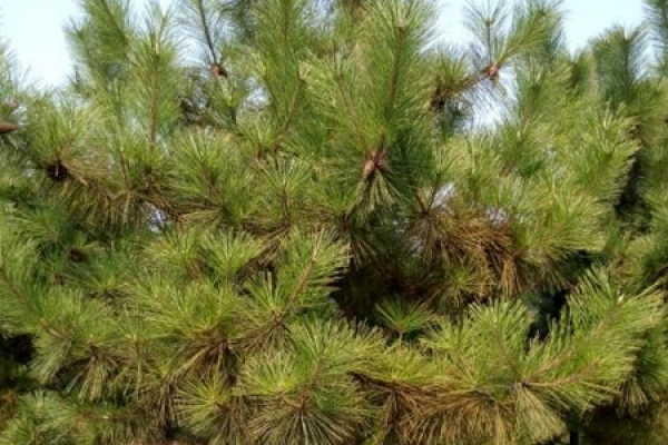 Pine tree