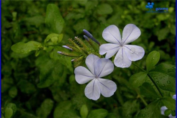 blue flower