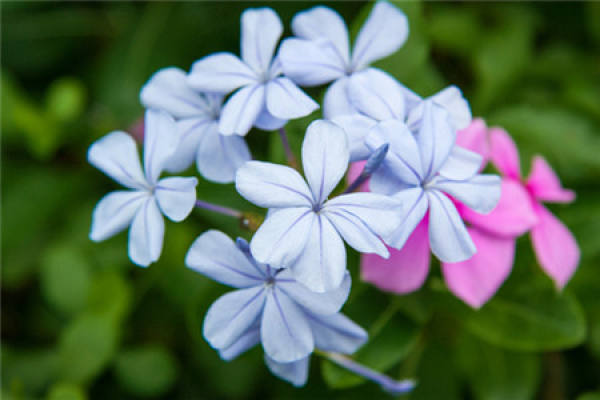 blue flower
