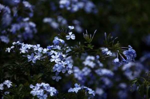 blue flower