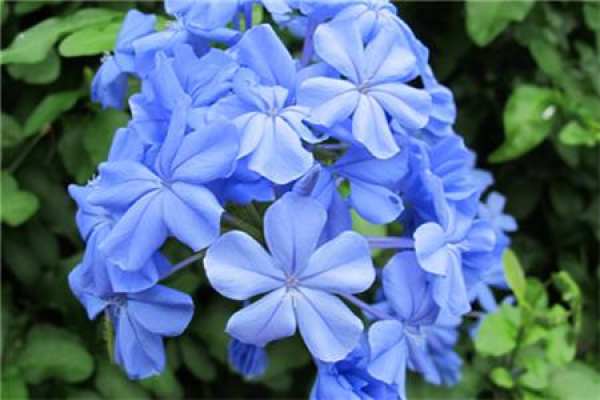 Plumbago indica