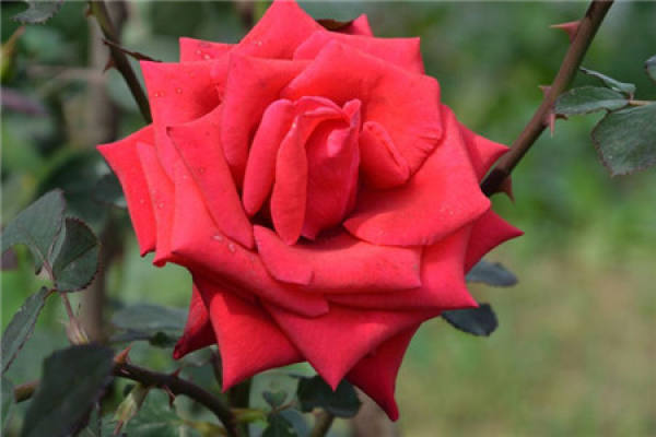 Roses
