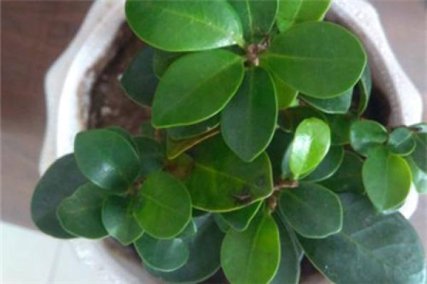 Money Tree