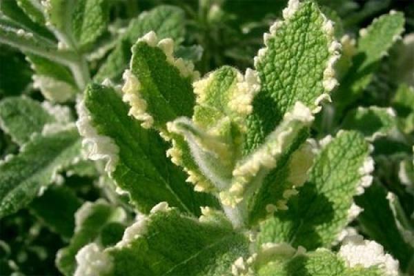 Apple Mint