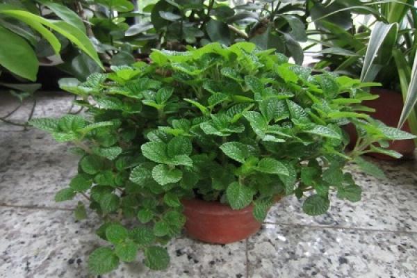 Apple mint