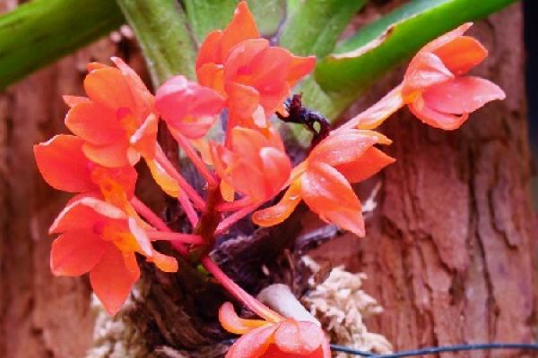 Cymbidium vulgare