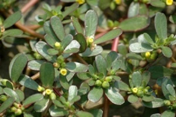 purslane