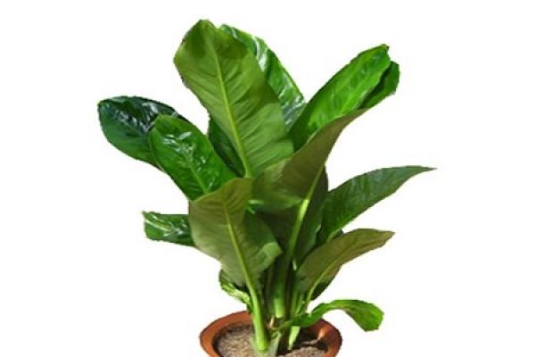 green bully