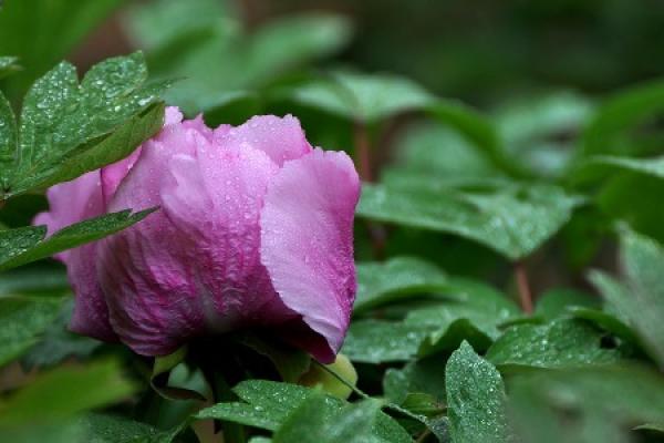 dewdrop Rhododendron