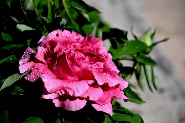 Rhododendron dewdrop