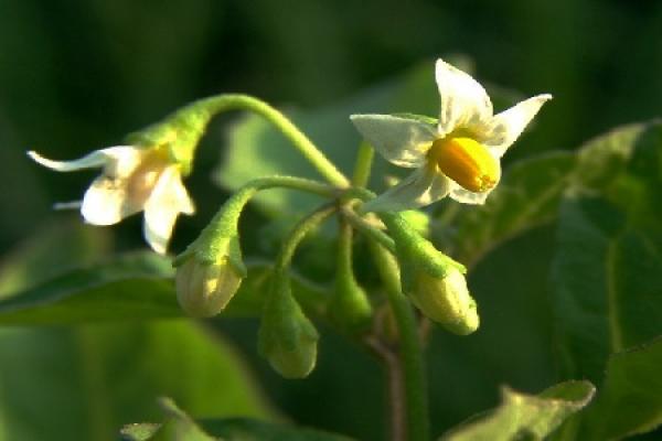 Solanum nigrum