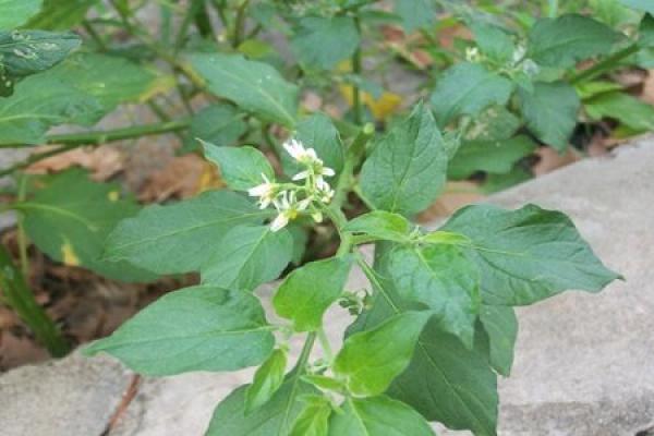 Solanum nigrum