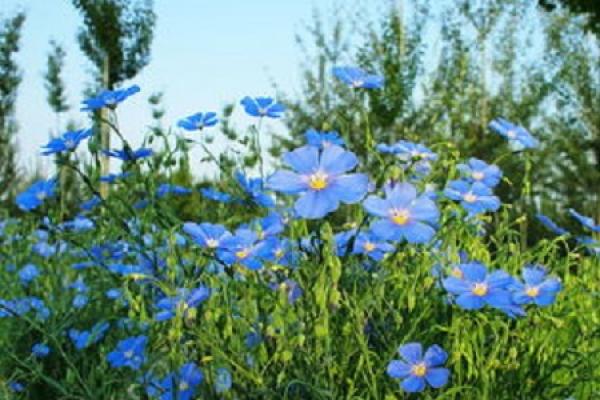 blue linen