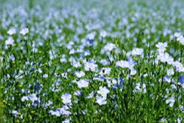 Blue flax